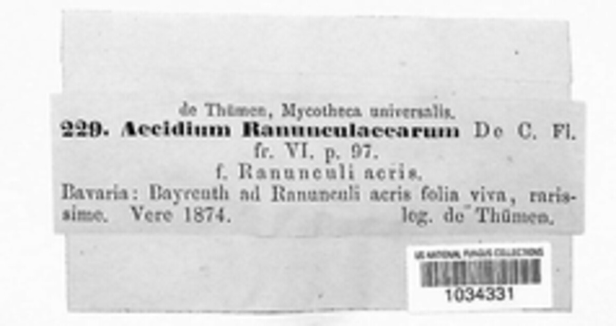 Uromyces dactylidis image
